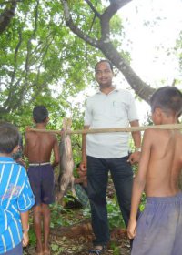 A pig is going to worshipping. Ranjan Pradhan is present at this ritual